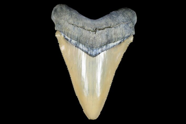 Serrated, Fossil Megalodon Tooth - Aurora, North Carolina #176584